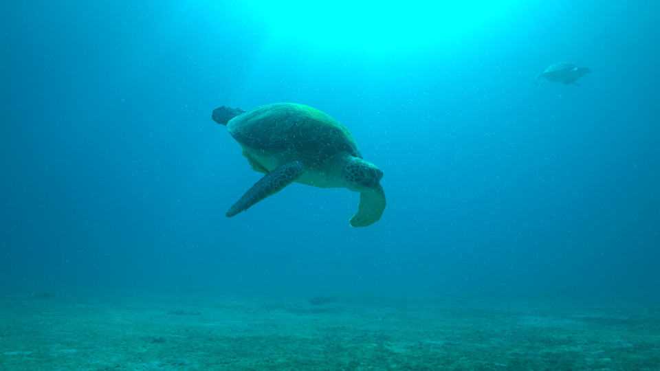 Sea Turtle in Ocean