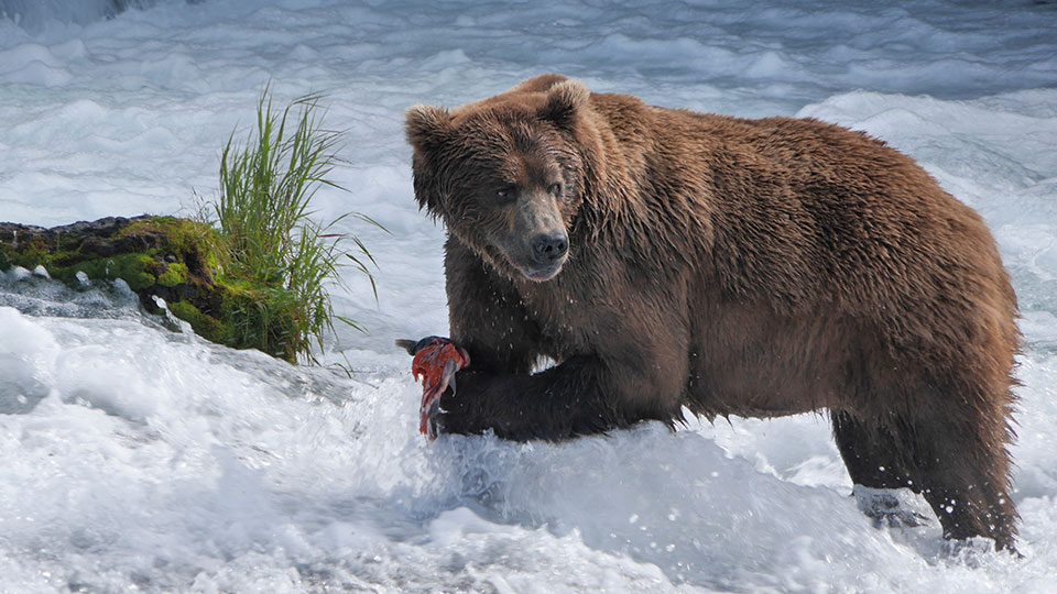 Brown bear catching salmon in Brooks Falls Katmai National Park and Preserve, Alaska.