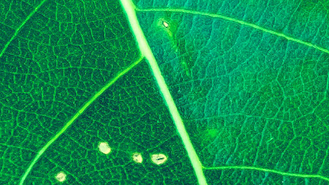 Close up leaf photo by Adam Przeniewski on Unsplash