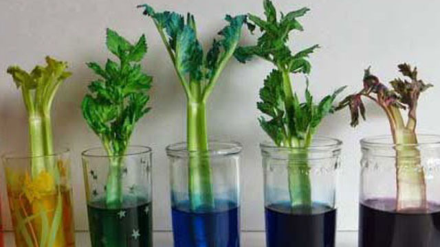 celery in colored water