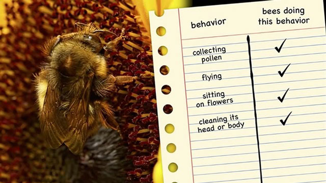 bee next to a checklist