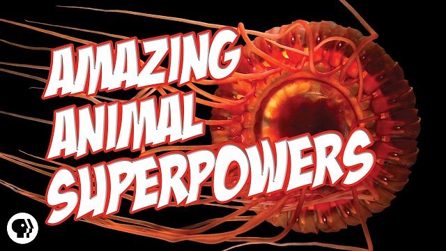 animal superpowers