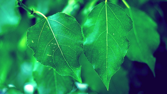 leaves breathing