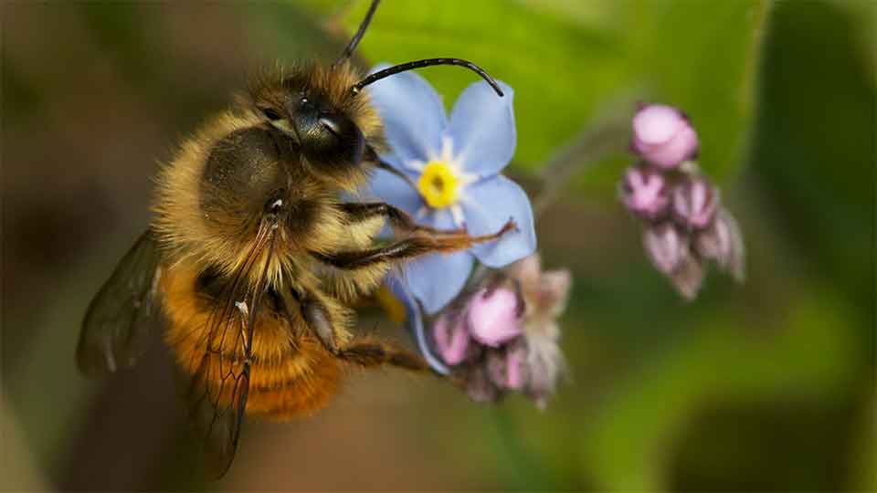 bee on a flower