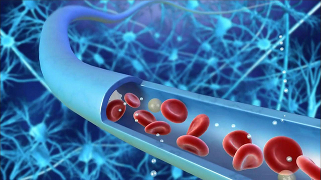 blood plateletes in a blood vessel