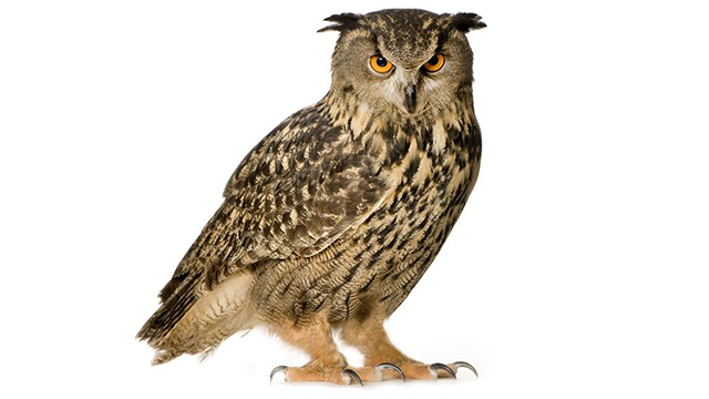 image of an owl