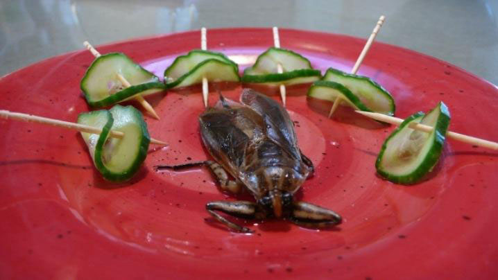An edible waterbug. Credit Sevda Eris / KQED
