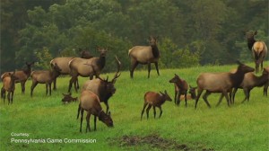 Field of Elk