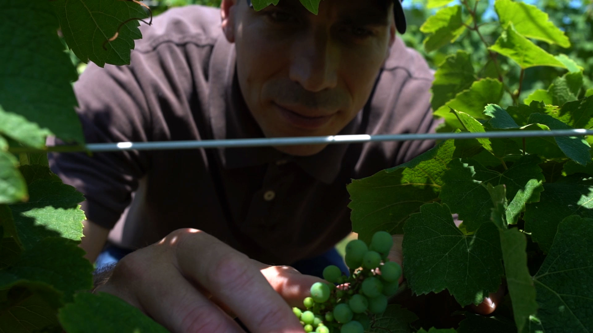 Mount Nittany Winery's Scott Hilliker examines grapes on a vine