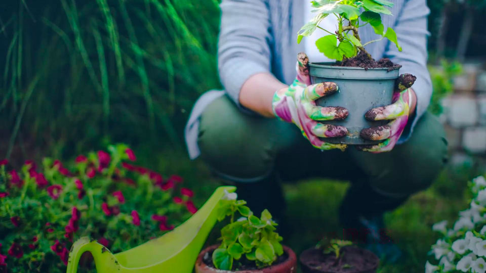 gardening