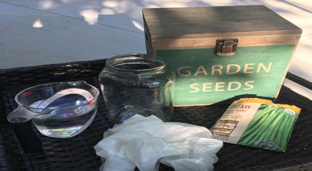 seed growing experiment