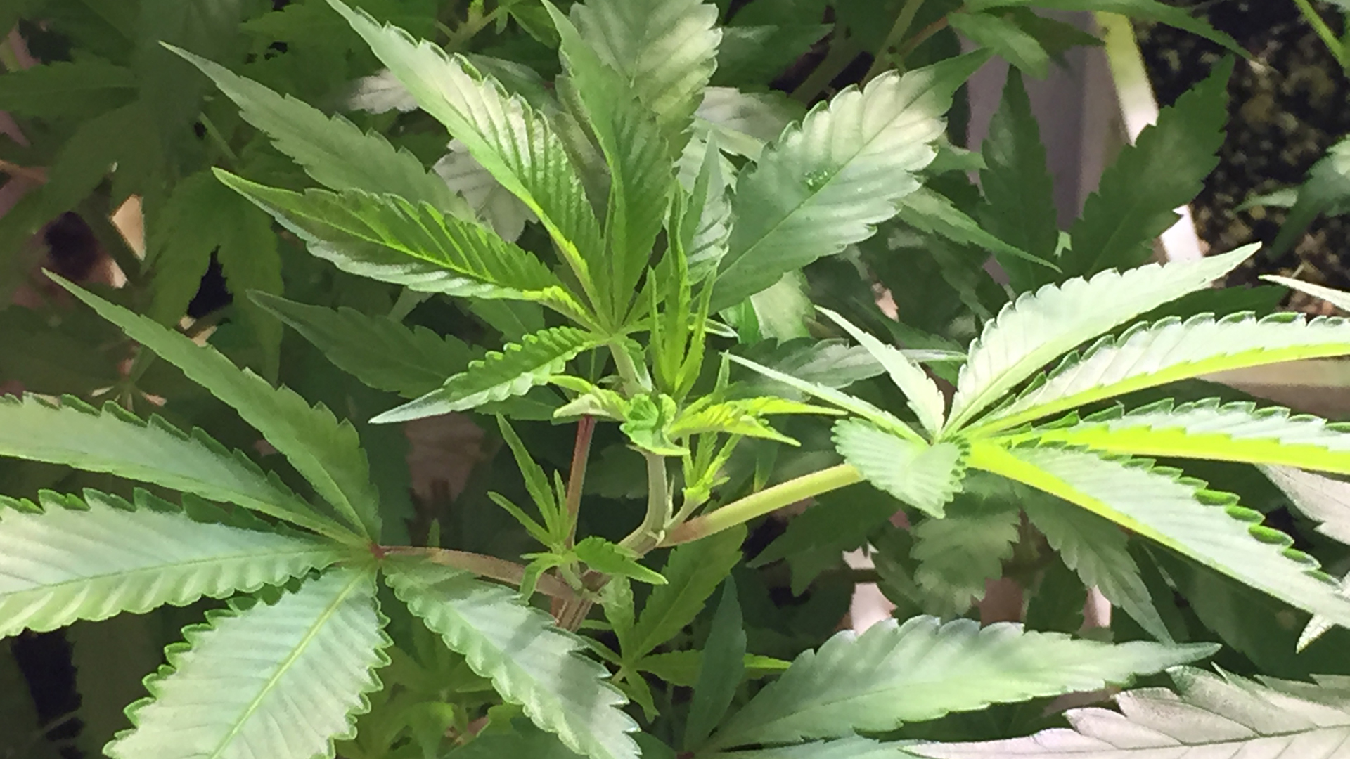 Marijuana Plant