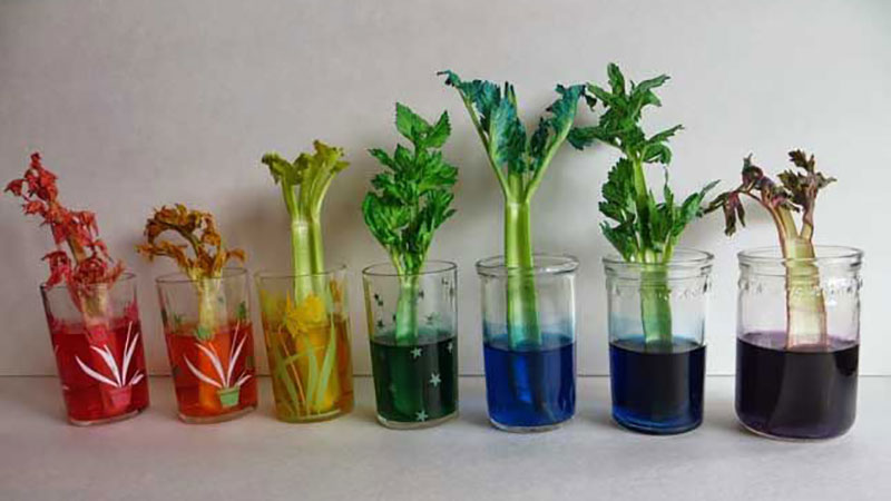 experiment plants drink water