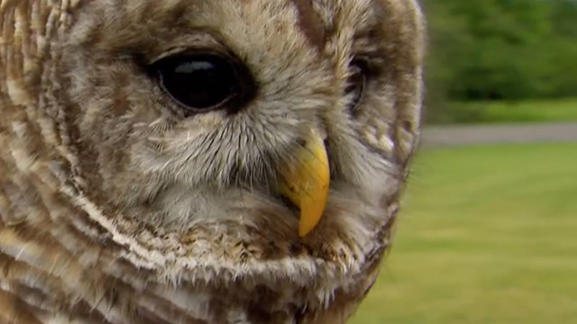 owl face up close