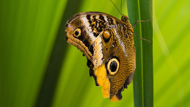 Viceroy butterfly