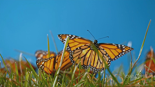monarch butterflies in grass
