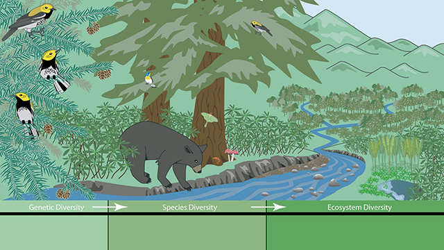 computer simulation screenshot of forest and wildlife