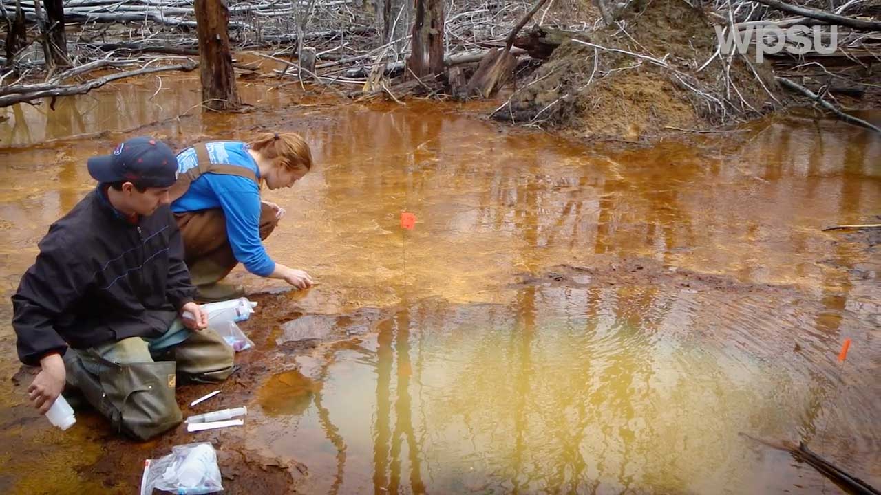 researcher looking at algae in pond
