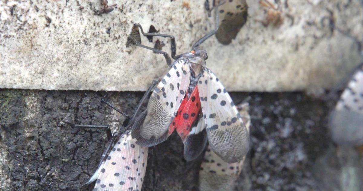 An invasive spotted lantern fly on a wall