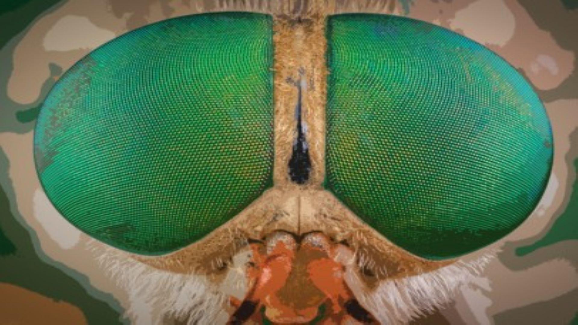 A close up of the eyes of a bug.