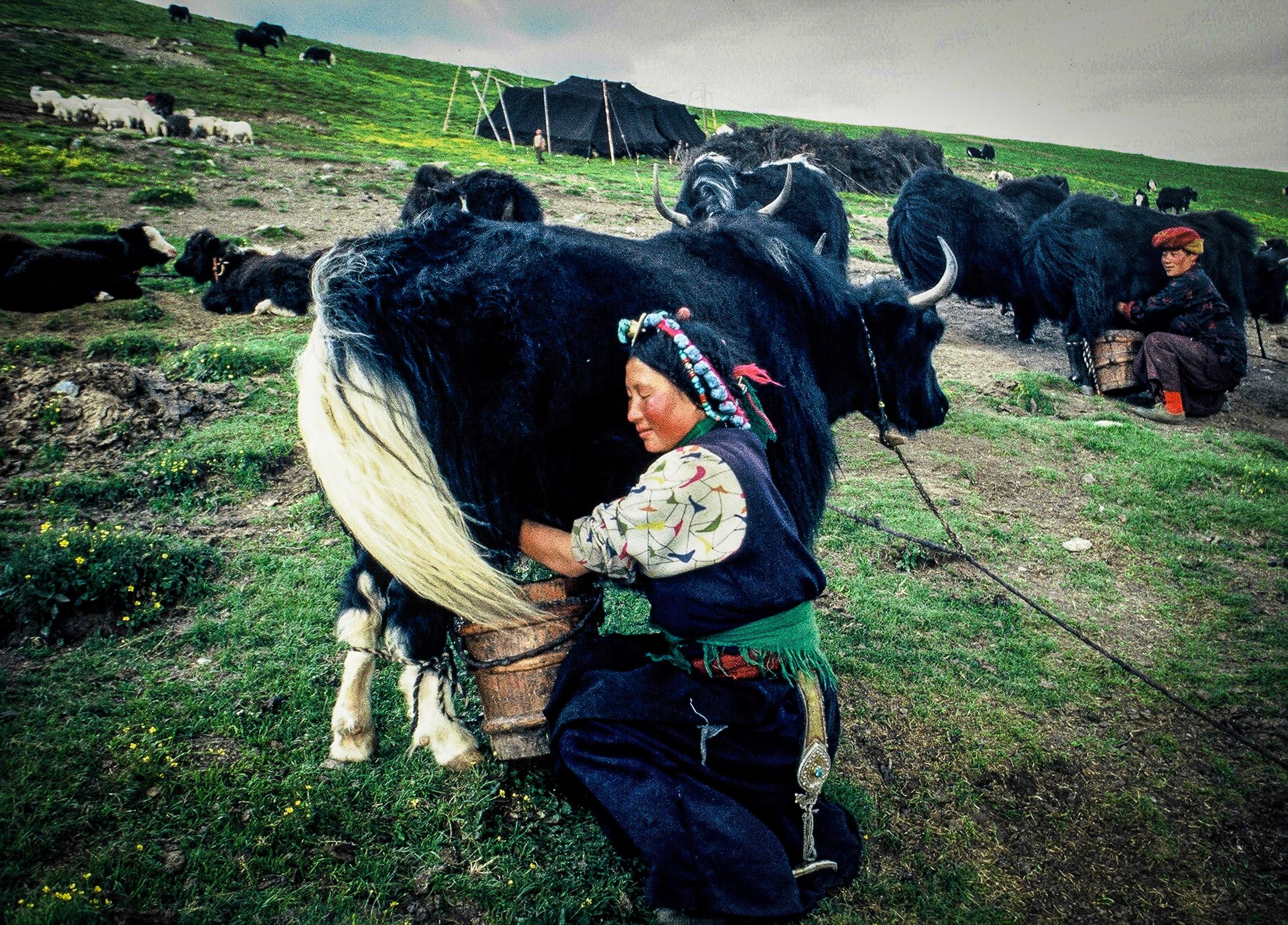 A woman milks a yak.