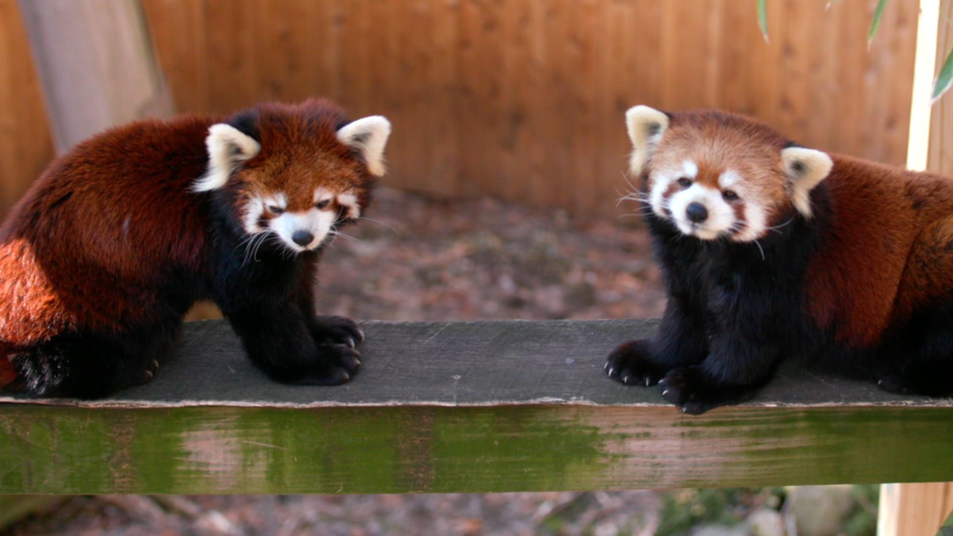 Two red pandas stand on a board of wood.