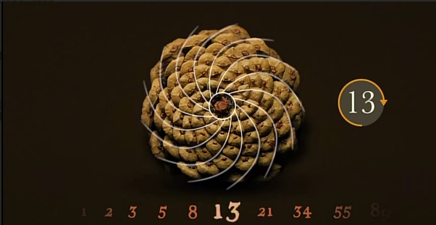 The bottom of a pine cone with spirals drawn to show the Fibonacci Sequence.
