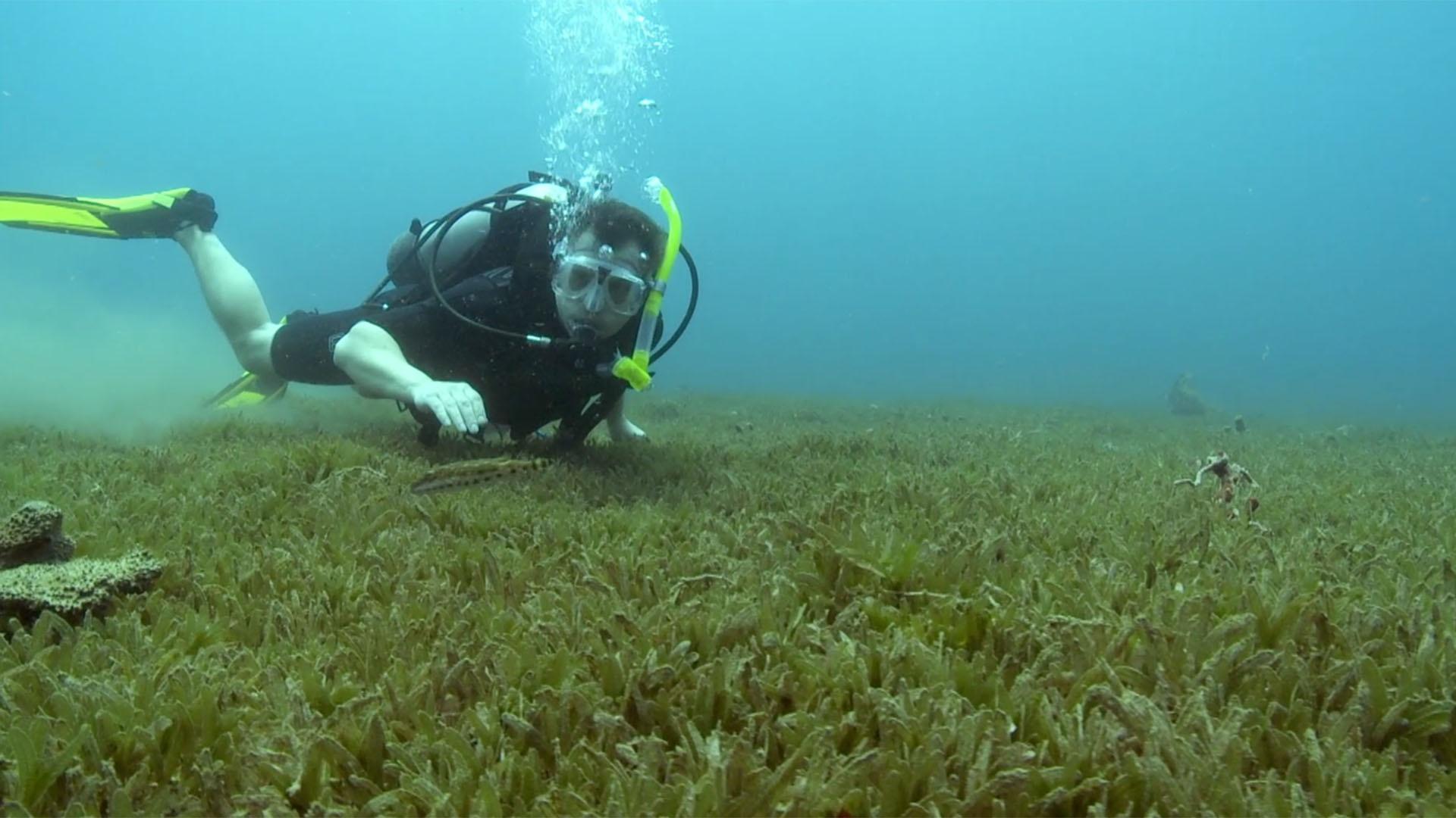 A scuba diver looks at plants on the sea floor.