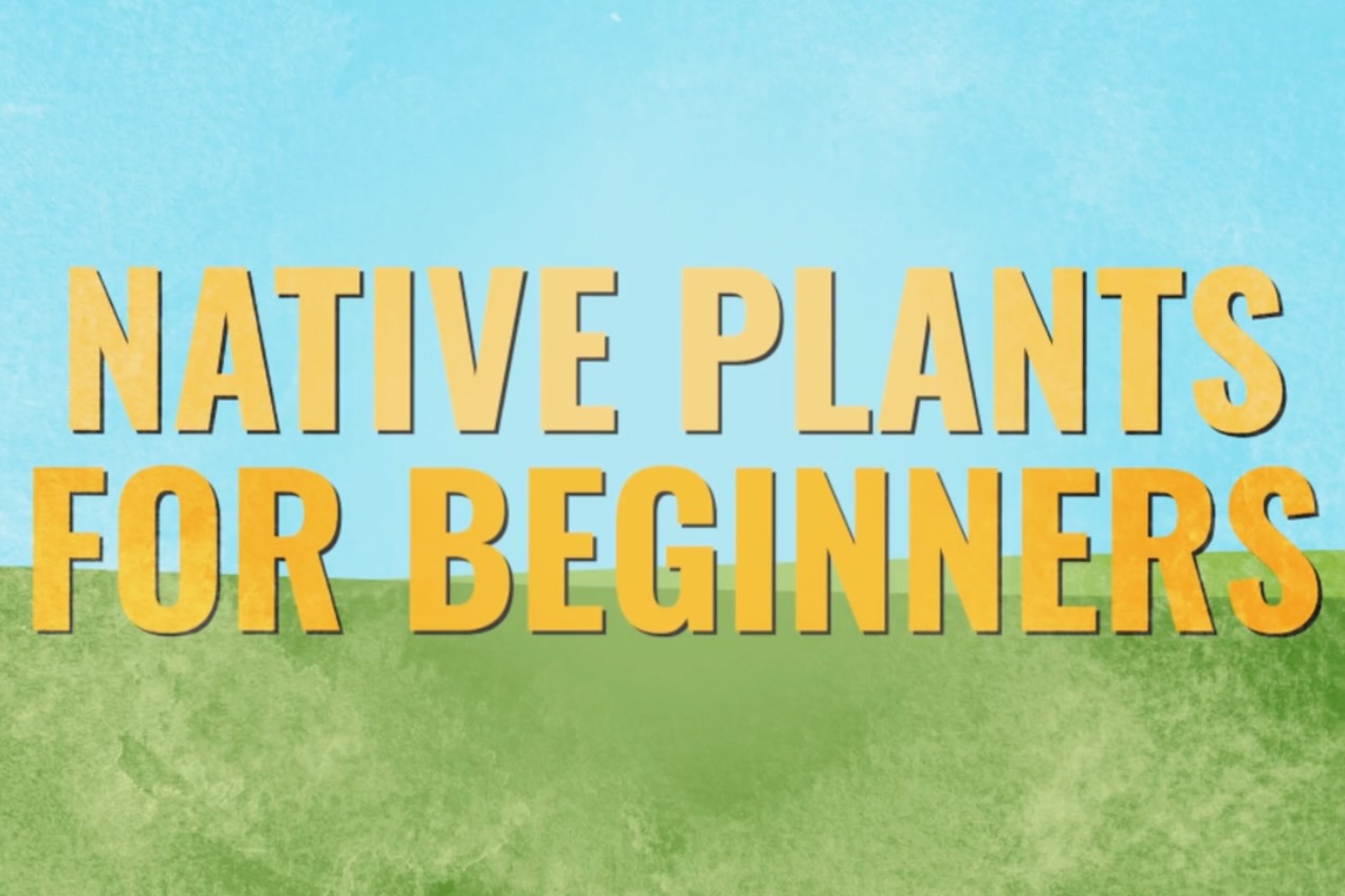 The words "Native Plants for Beginners" in large yellow print against an illustrated background of green grass and blue sky.