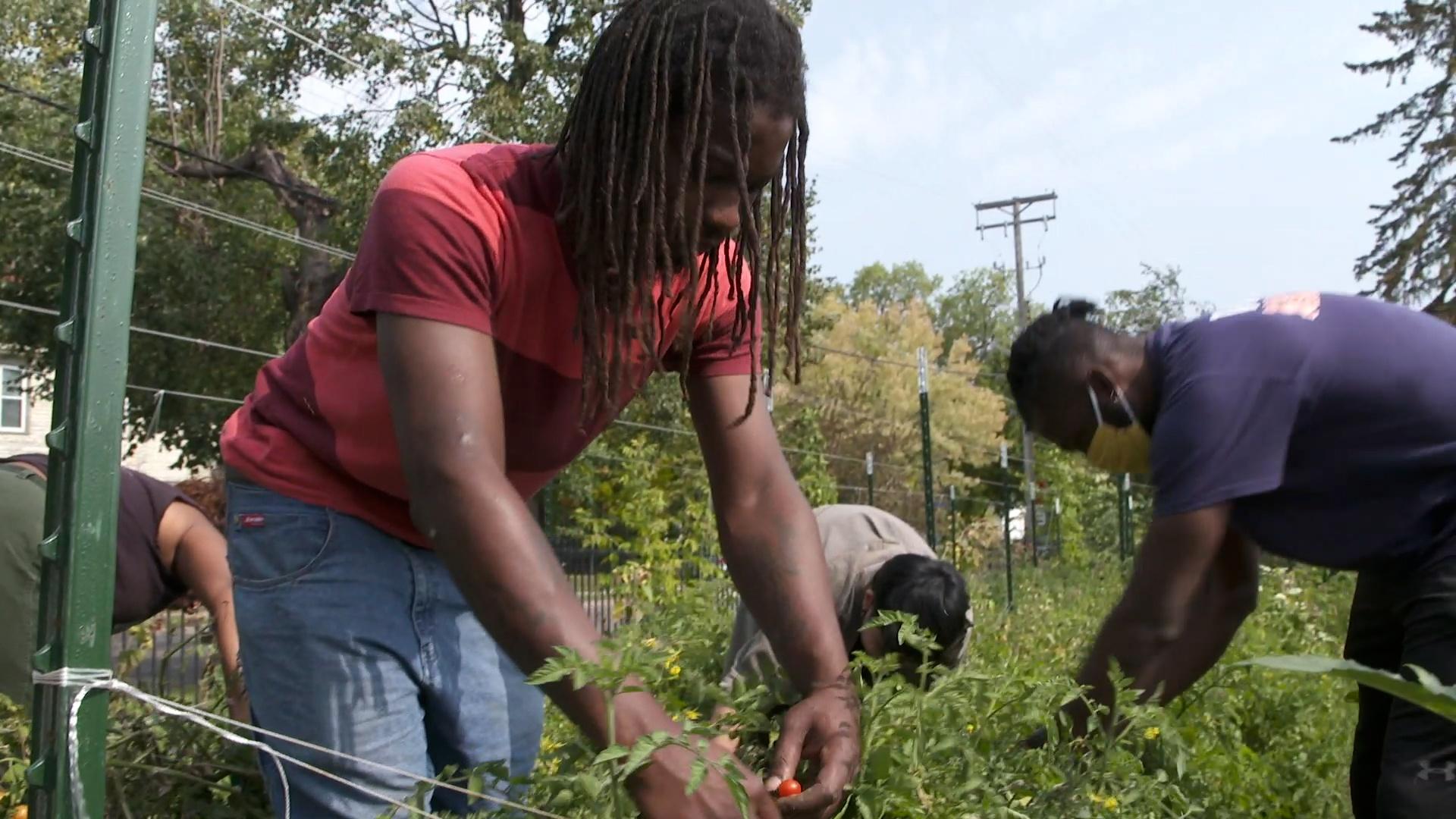 Several people pick vegetables from a community garden.