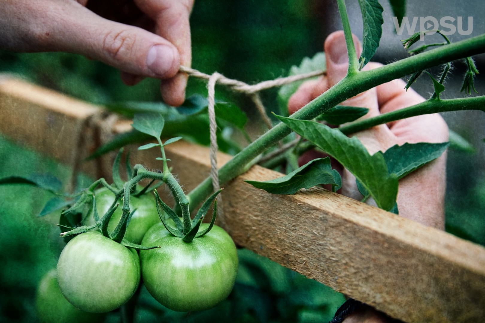 A gardener tying green tomatoes to a garden trellis with twine.