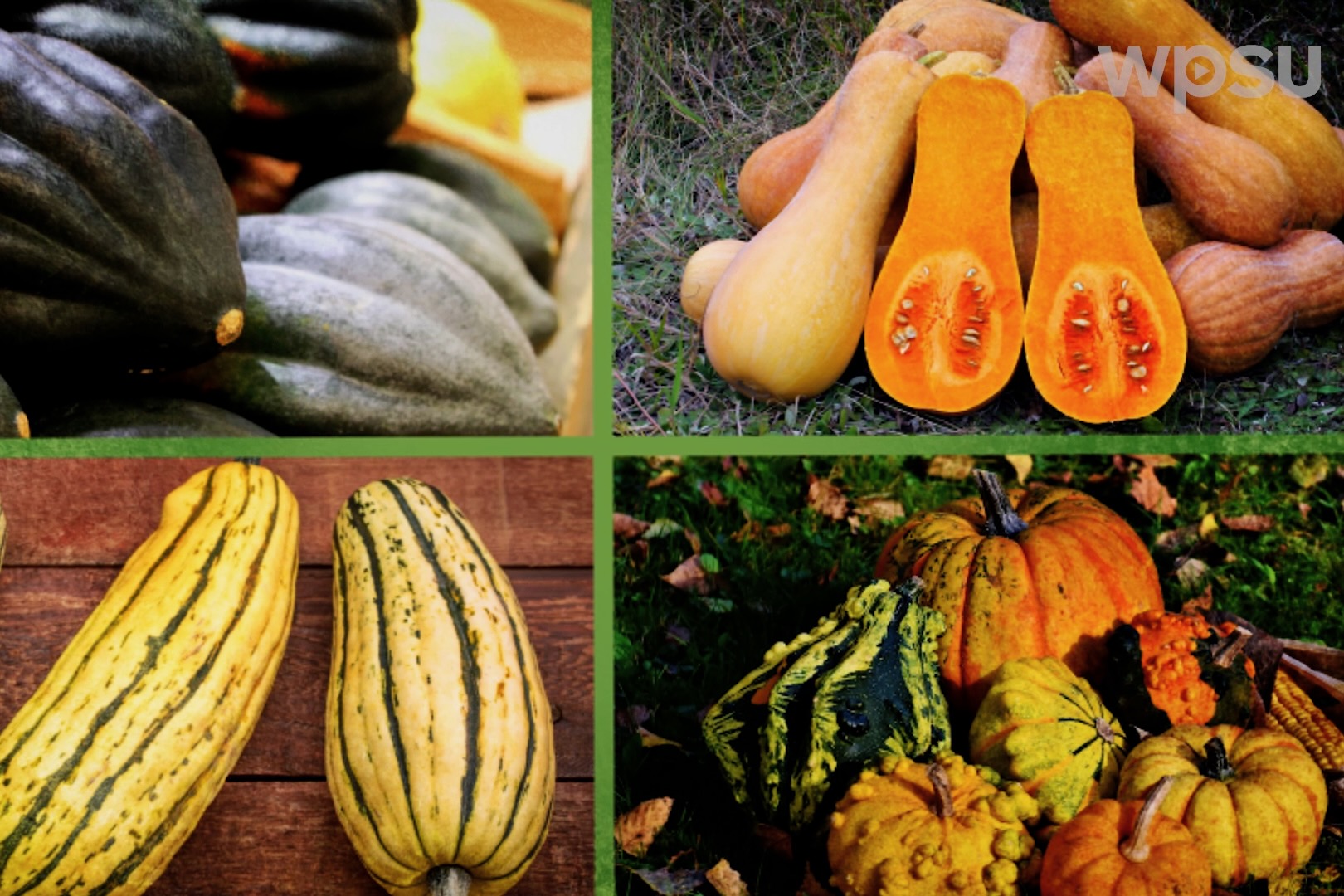 Several types of winter squash pictured in a square.