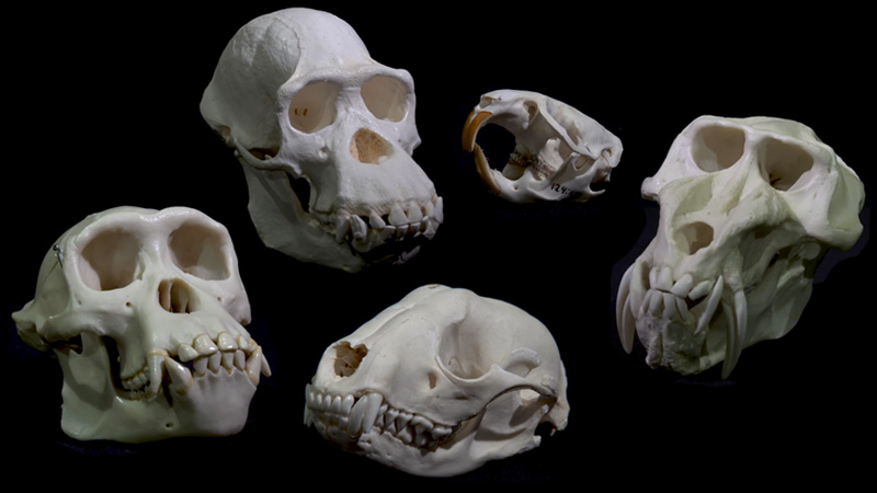 Five animal skulls against a black background.