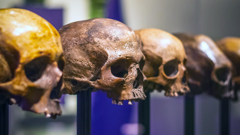 Casts made from prehistoric skulls of human ancestors on display.
