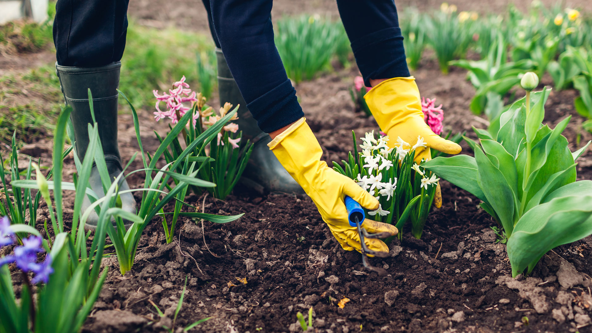 Close up of hands in yellow gloves planting a white flower in a garden.