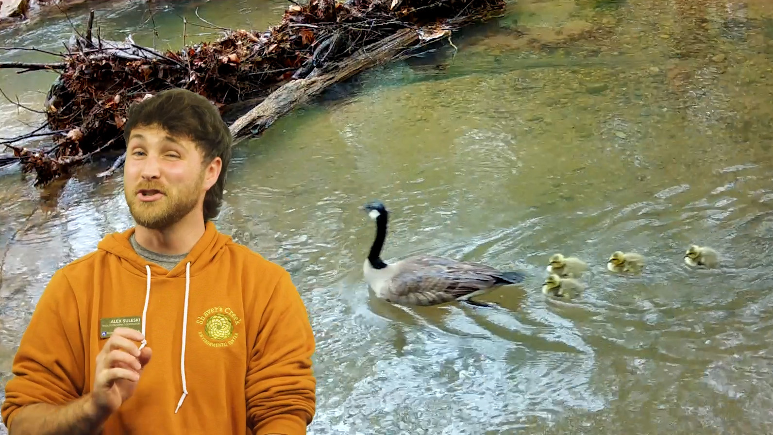 Host Alex Sulksi speaking in front of footage of a Canada goos and goslings.