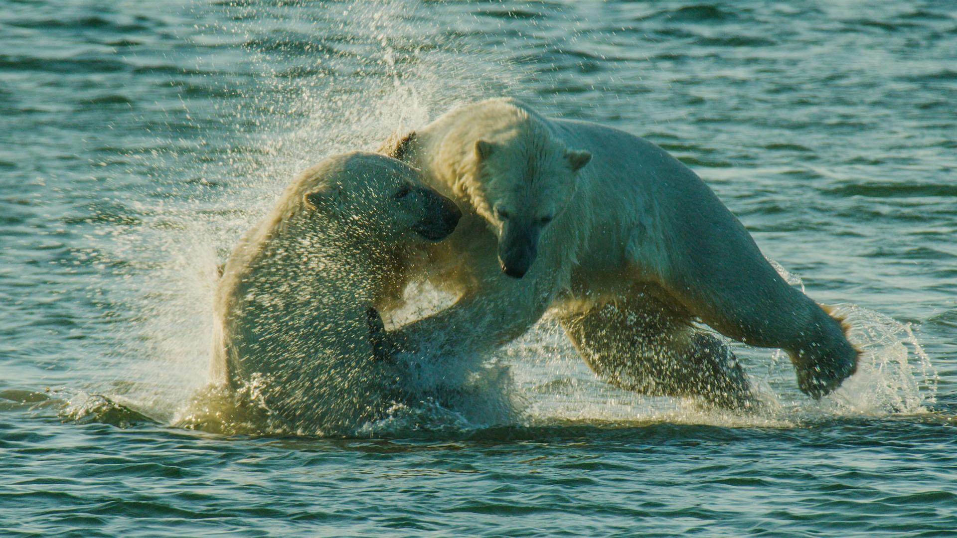 Two polar bears clashing in the water.