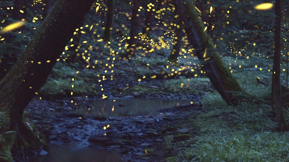 Large group of fireflies lit up in a dark, wooded area.