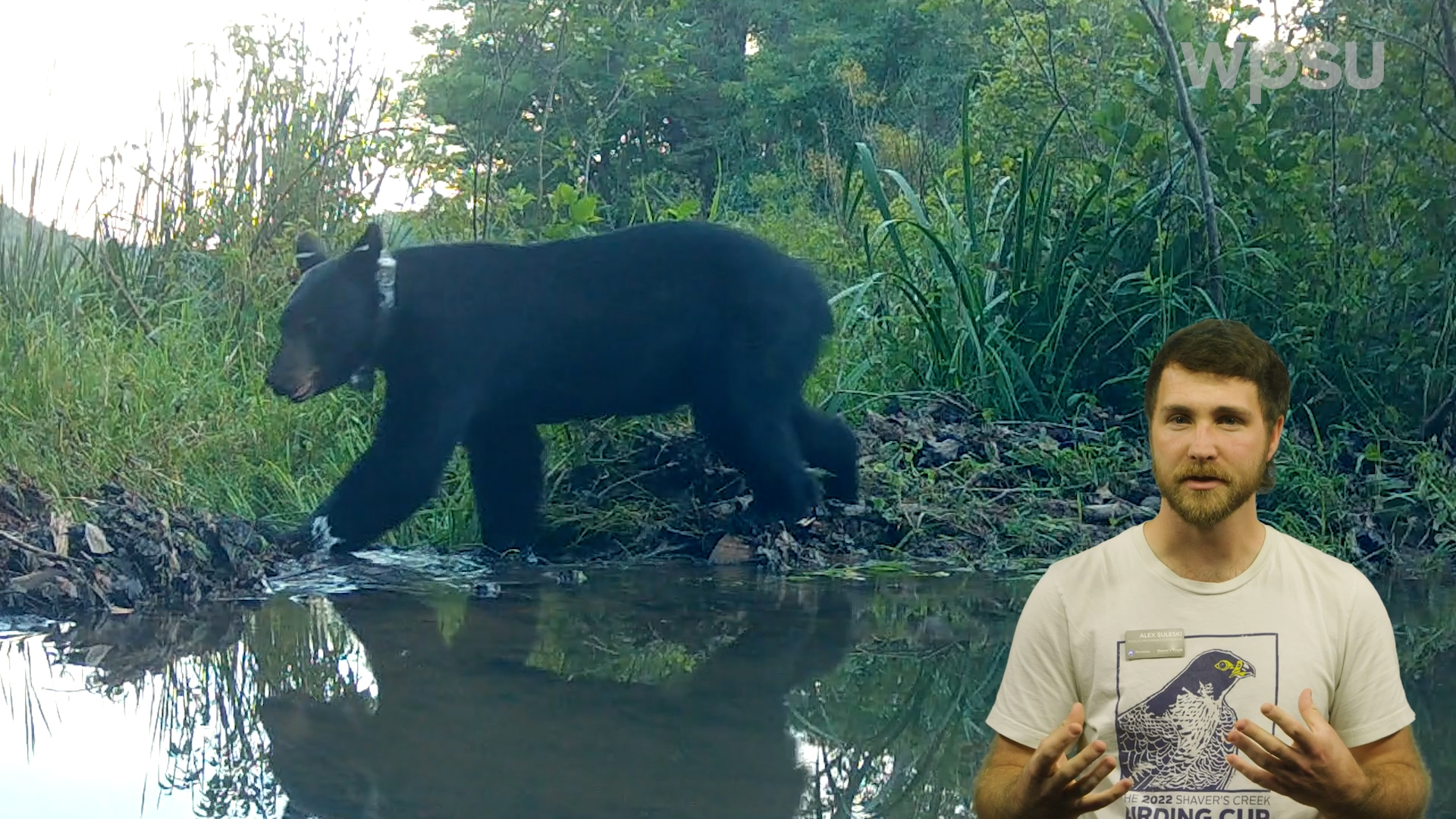 Trail cam footage of a black bear walking next to a creek, with host Alex Suleski of Shaver's Creek speaking in the foreground.