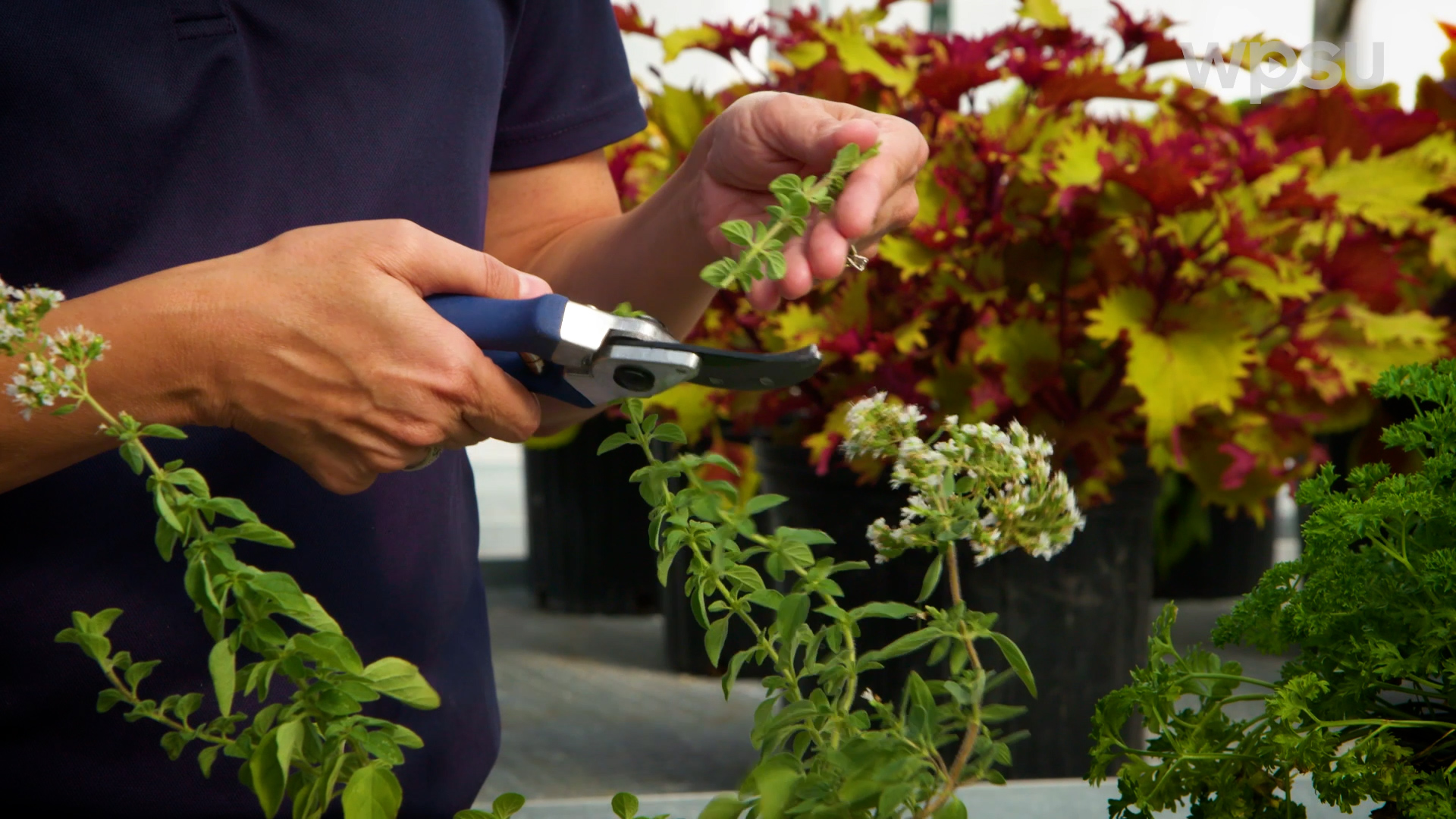 A gardener taking a cutting from a plant with a pair of pruning shears.