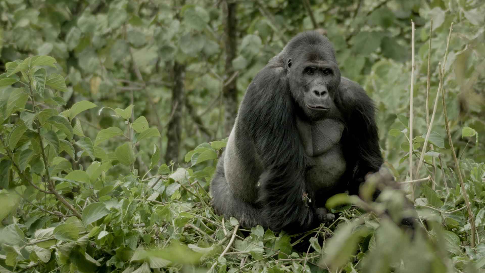 Gorilla sitting in lush greenery.