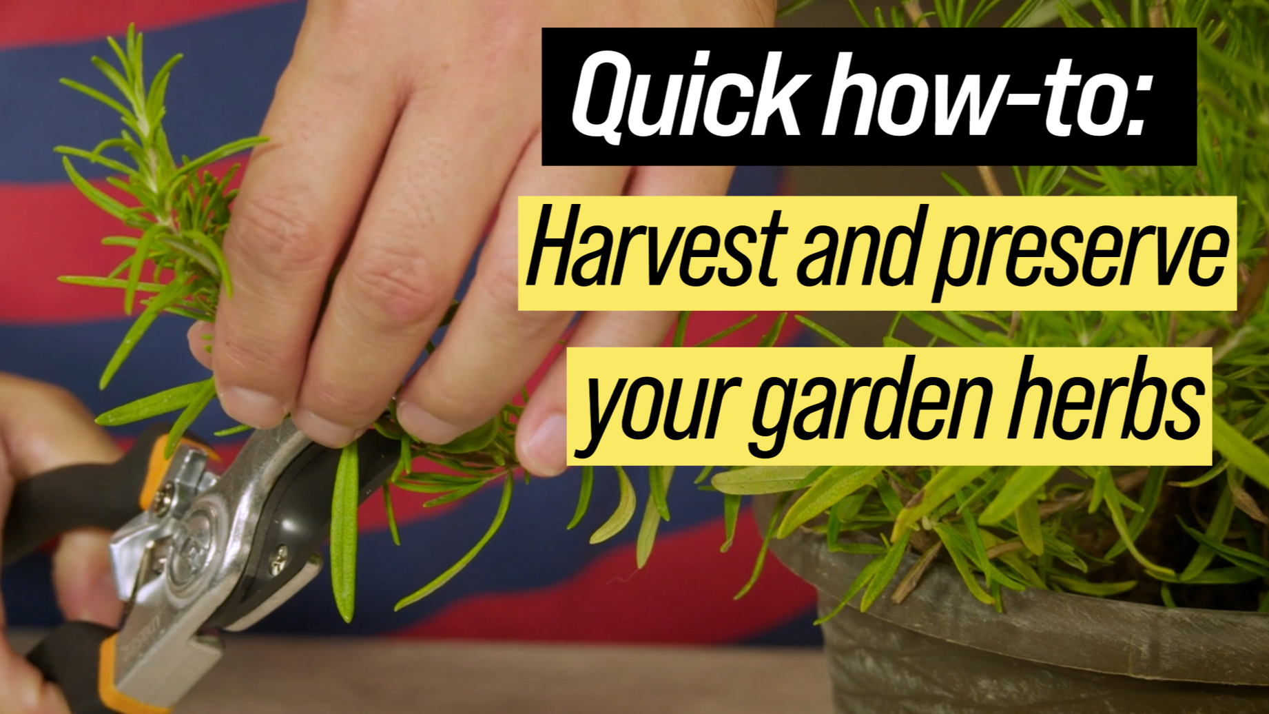 Close up of hands holding pruning shears trimming a plant.