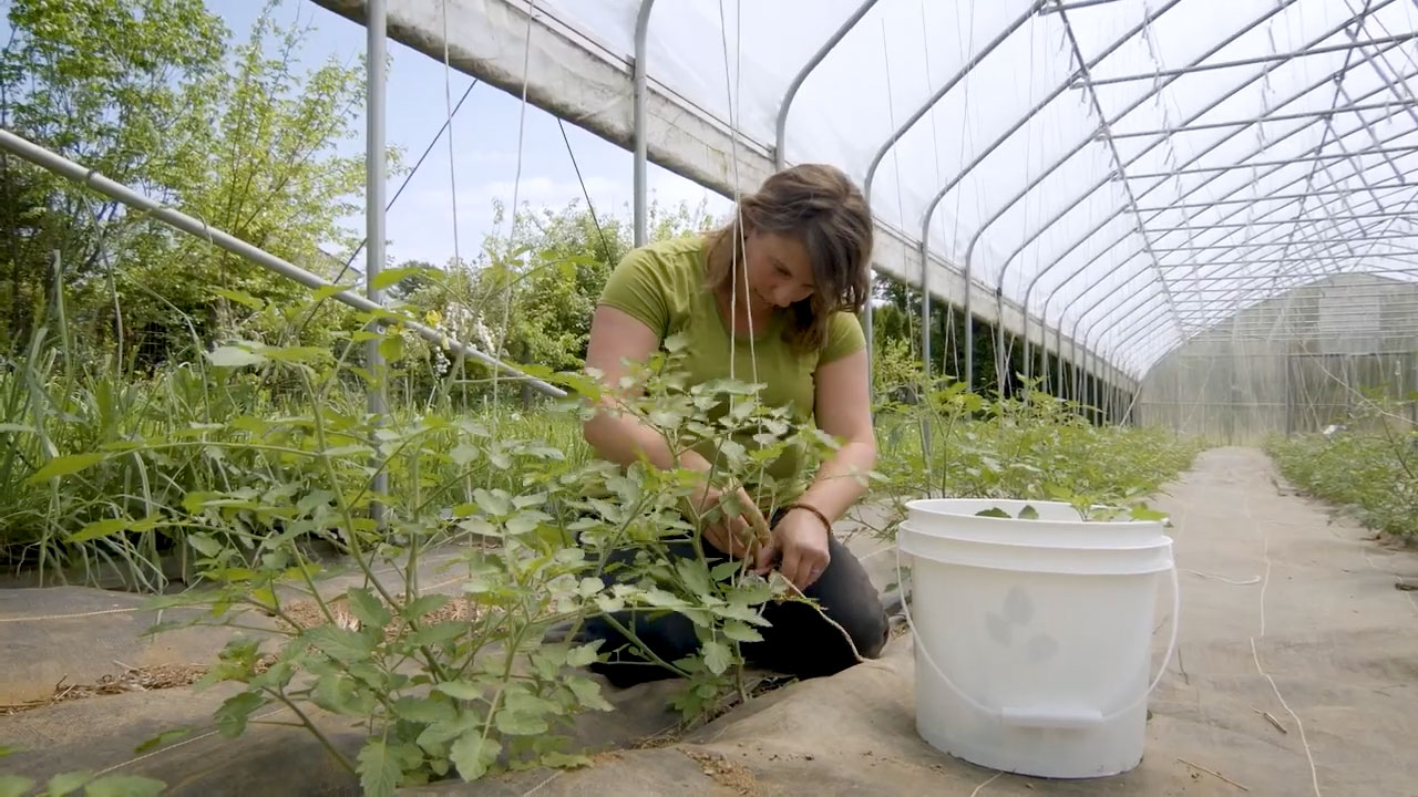 Woman in a green house bending down to trim plants.