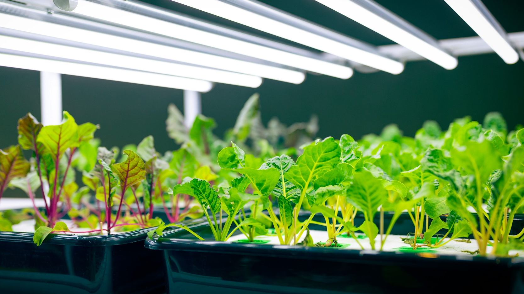 Herbs in planting trays under grow lights.