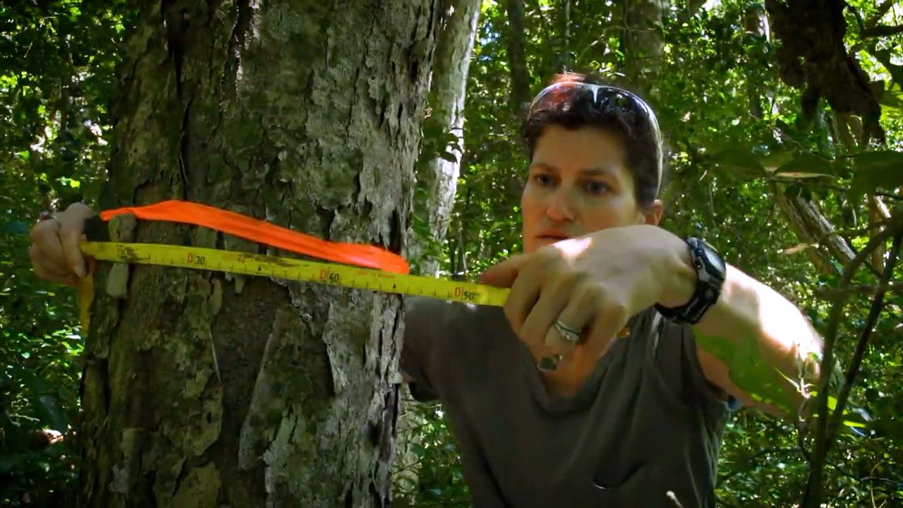 Woman in the forest wrapping a yellow measuring tape around a tree trunk.