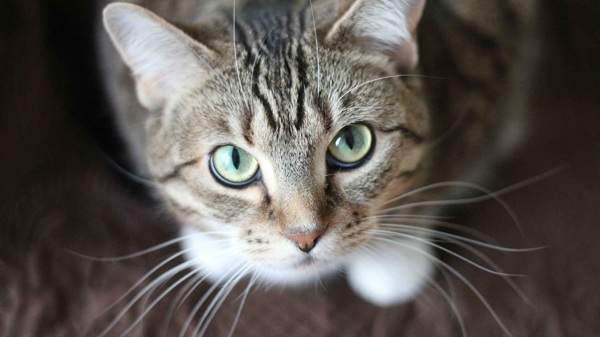 close up of face of gray striped cat.