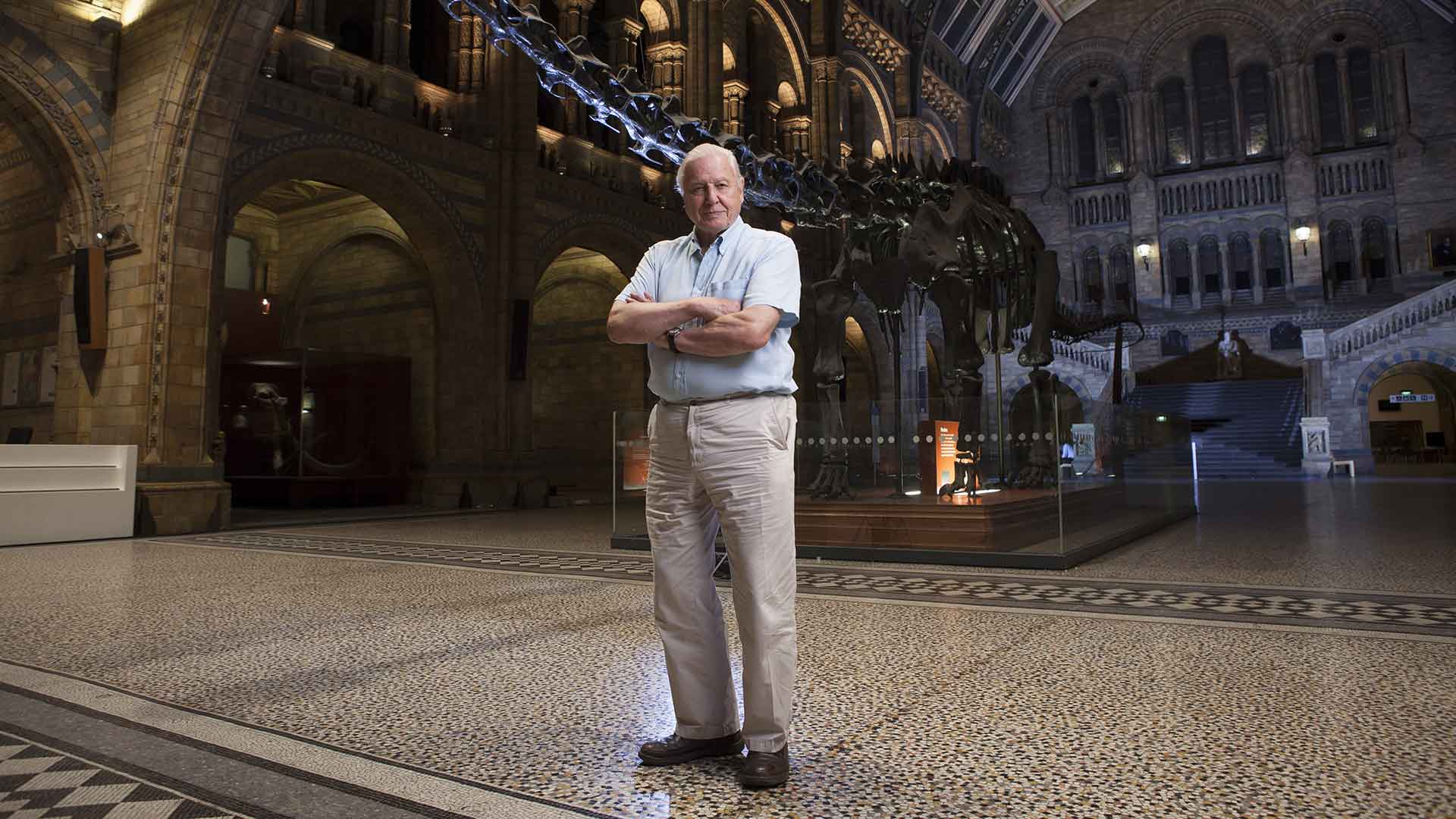 Sir David Attenborough standing in front of a dinosaur skeleton in a museum.