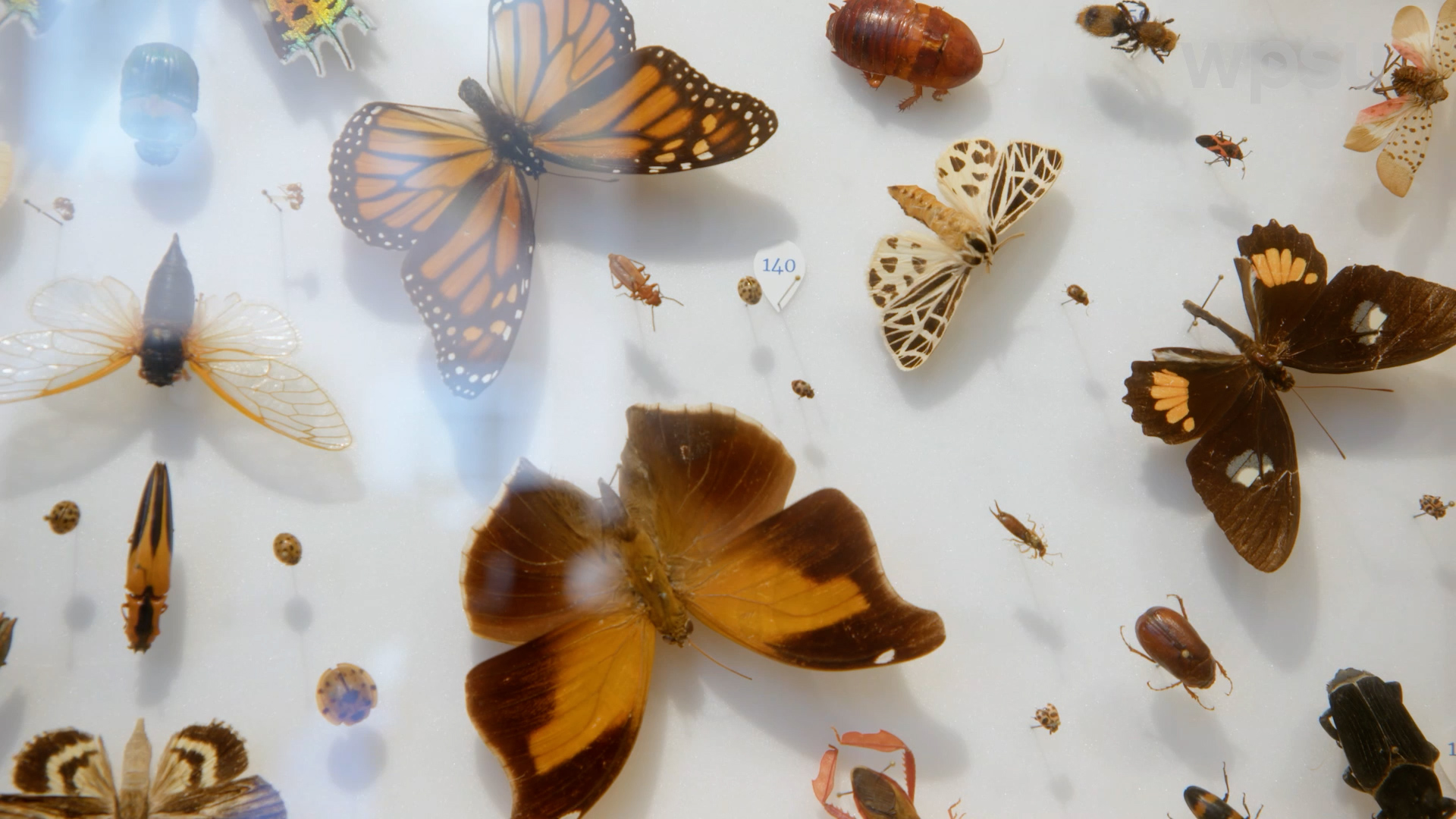 Preserved butterflies and moths in a museum display.