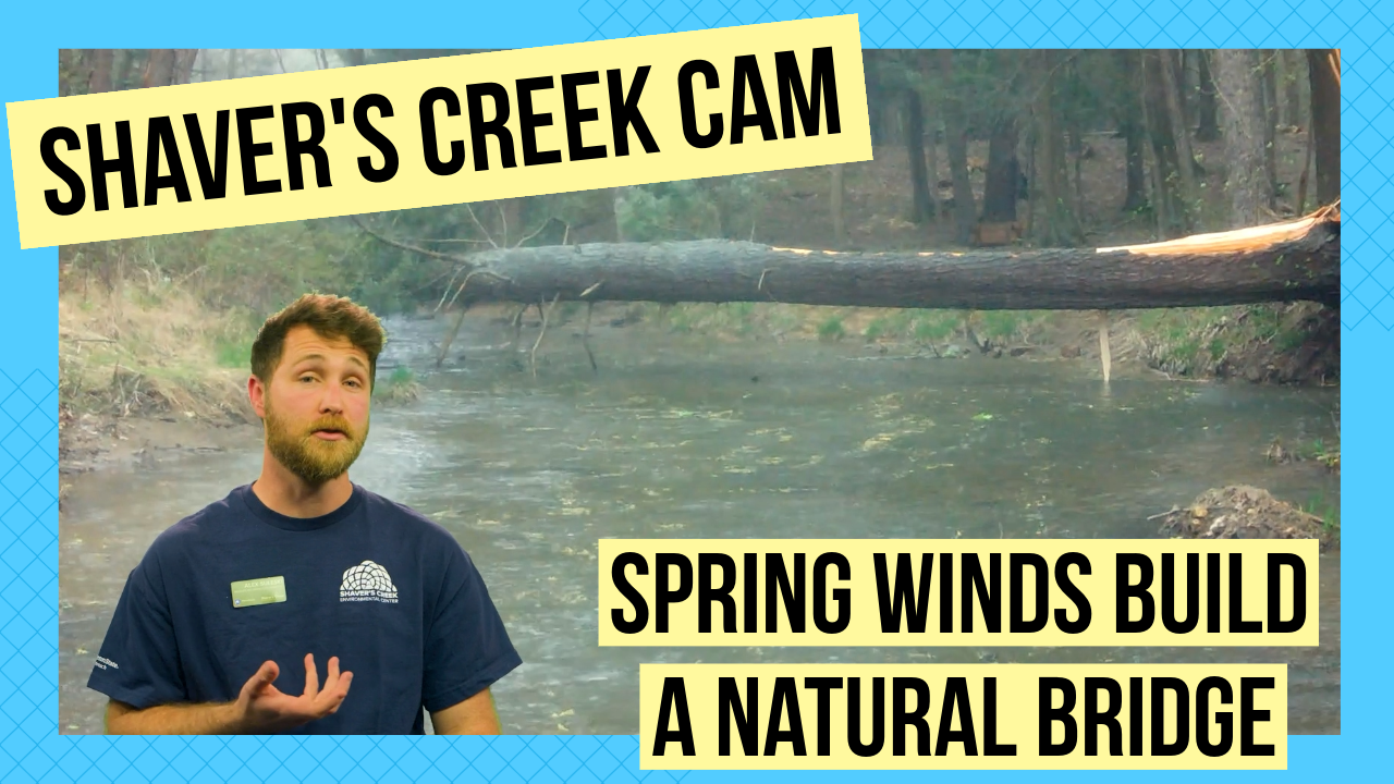 An image of a fallen hemlock spanning across Shaver's Creek.